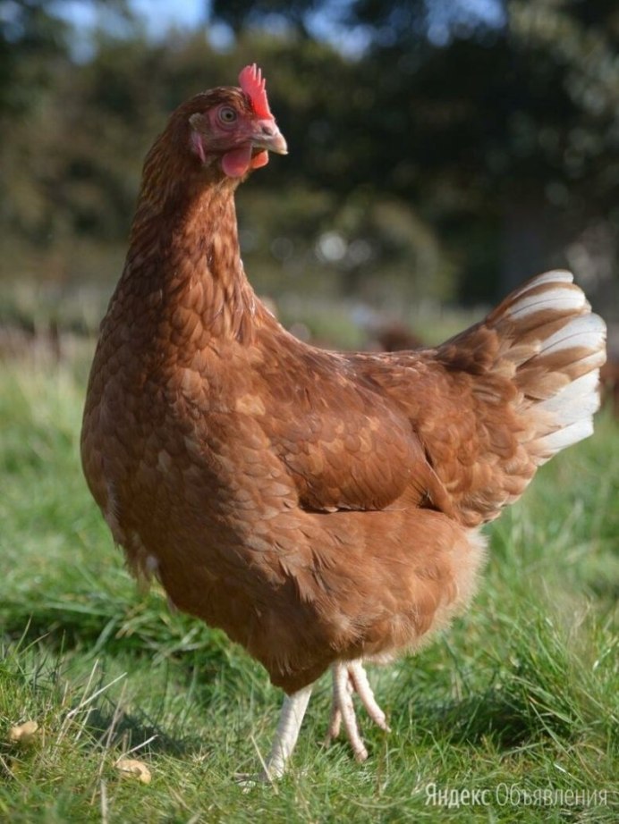 Шейвер Браун куры