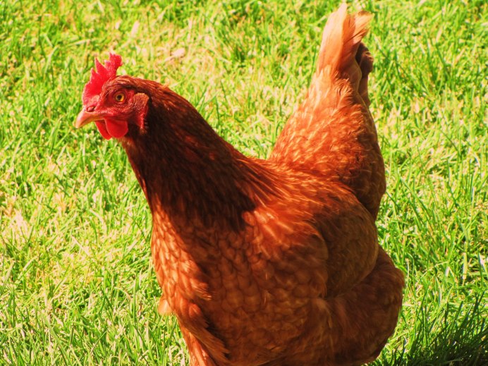 Красные куры несушки красная Кубанская