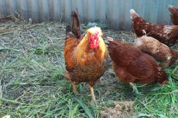 Красные куры несушки красная Кубанская