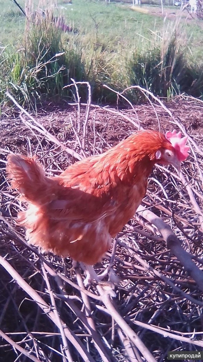 Красные куры несушки красная Кубанская