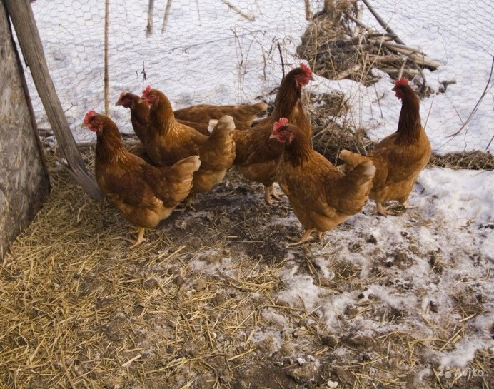 Курица Кубанская 9 месяцев