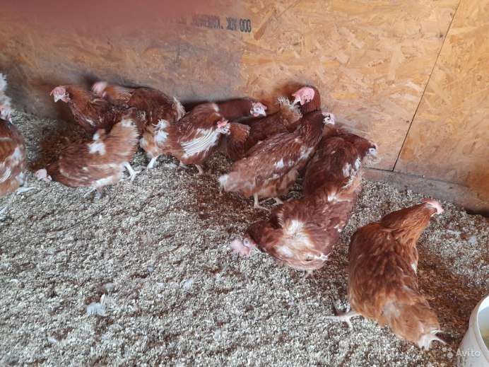 Хайсекс Ломан