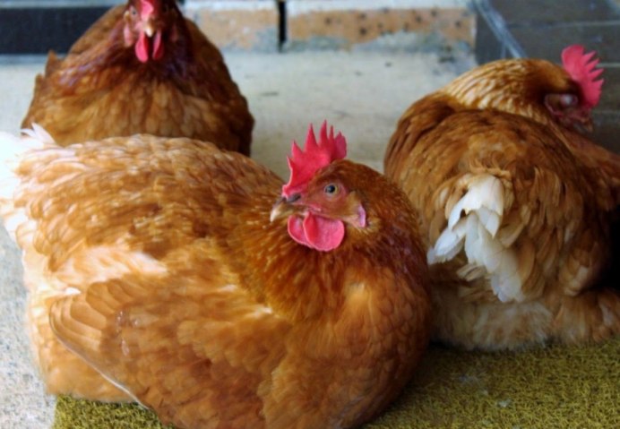 Куры несушки Кубанская красная