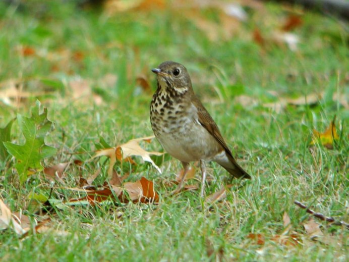 Turdus Merula самка
