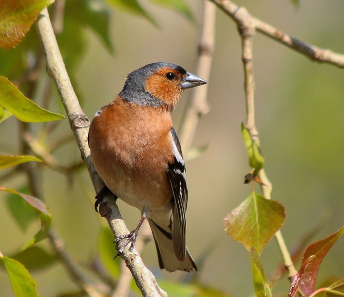 Гнездо дубоноса
