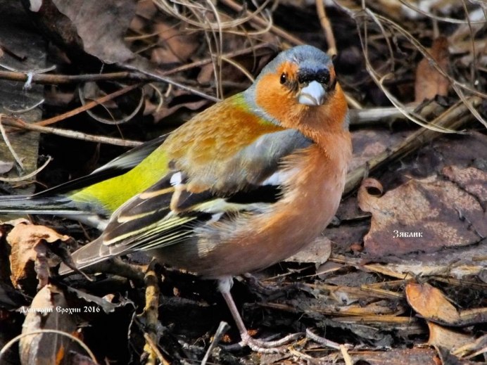 Щегол и Зяблик