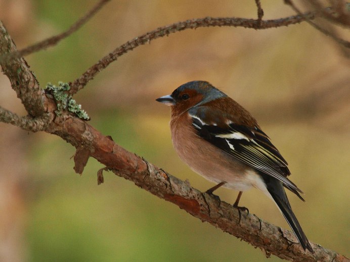 Зяблик домашний