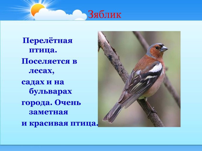 Копетдагский Зяблик