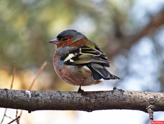 Копетдагский Зяблик