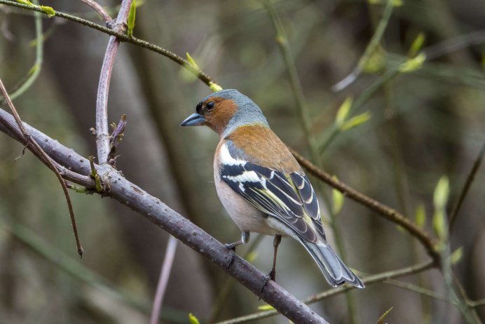 Зяблик и трясогузка