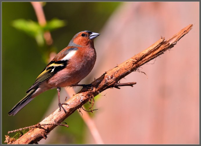 Голдианский Зяблик