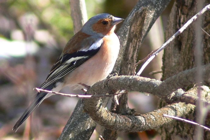 Гульдовой Зяблик
