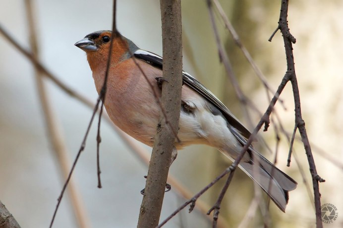 Бенгальский Зяблик
