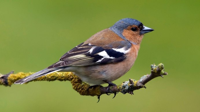 Зяблик Перелетная