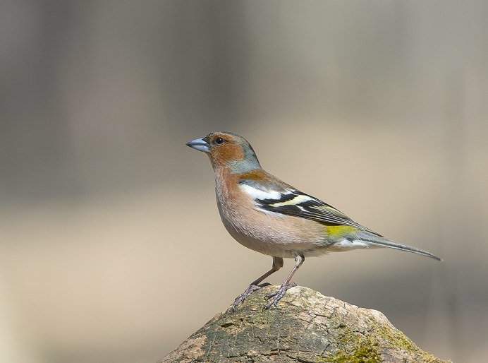 Зяблик (fringílla COÉLEBS)