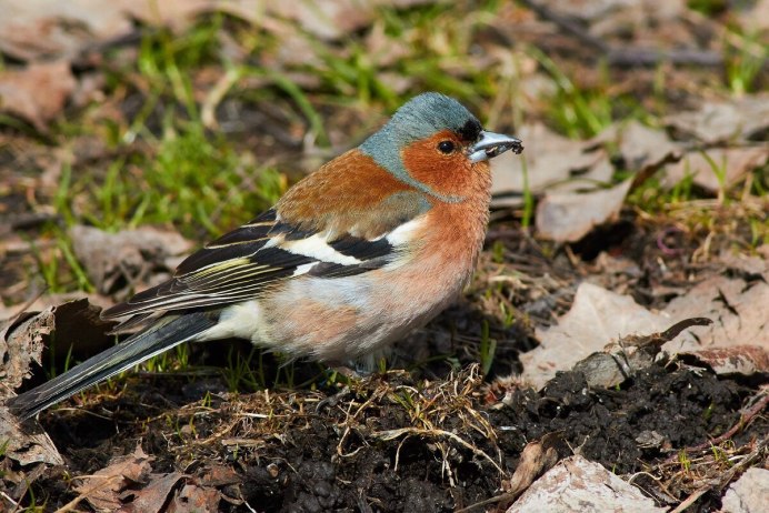 Зяблики прилетели лес ожил