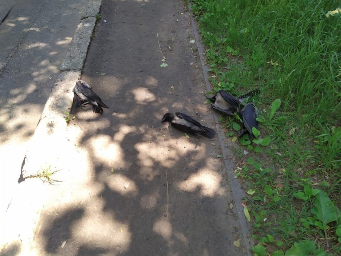 Ворона в парках