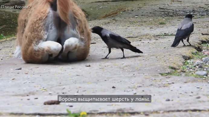 Ворона с воронятами