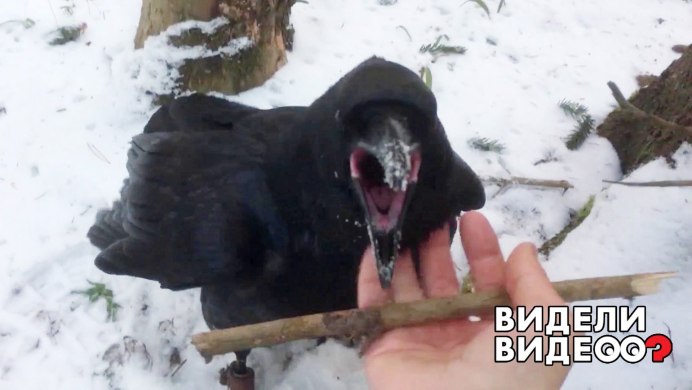 Ворона с воронятами