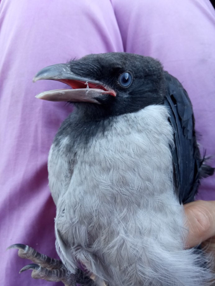 Crow Wild body