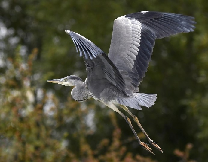 Серая цапля в полете