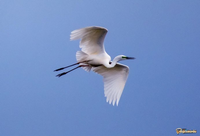 Белая цапля в полете