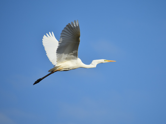 Одинокий журавль