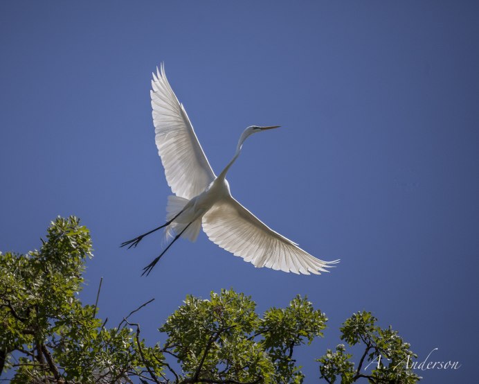 Цапля в воде