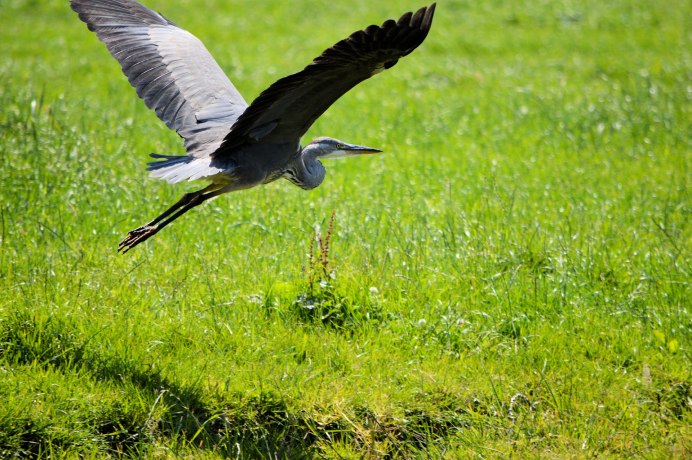 Цапля летает