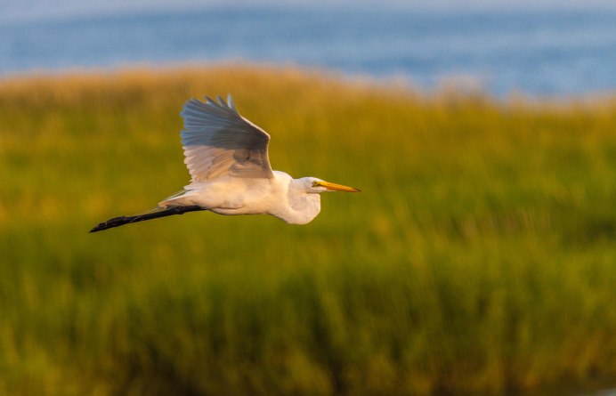 Аист цапля журавль серый