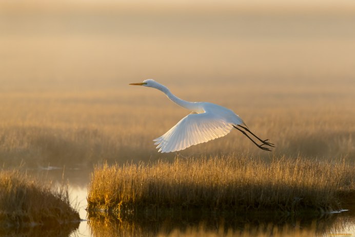 Журавль в небе