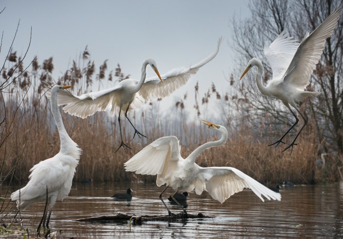 Белая цапля на закате
