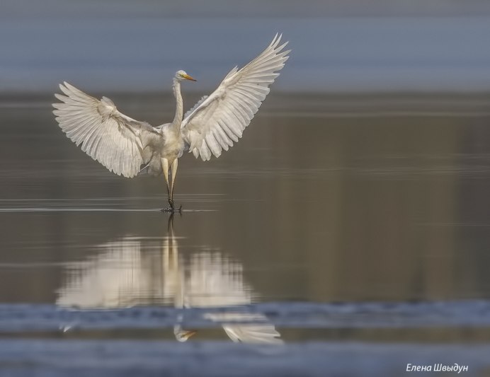 Полет Цапли