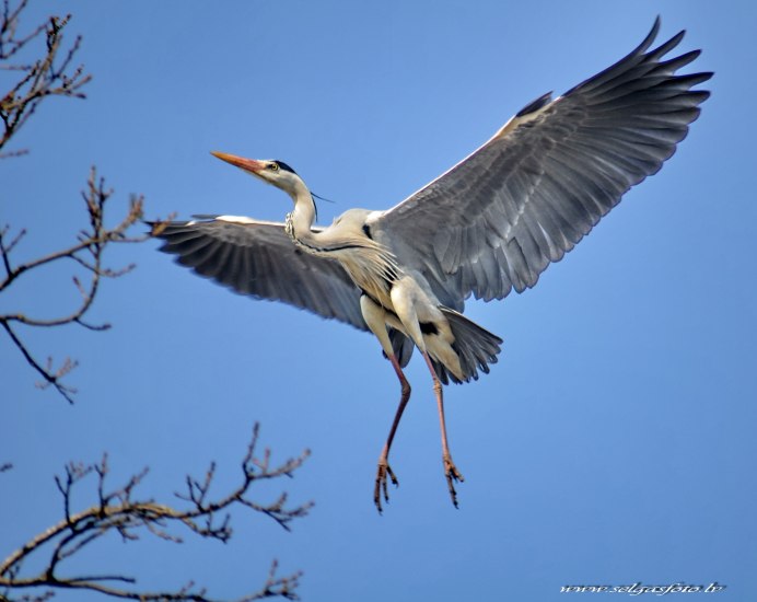 Белый журавль в полете