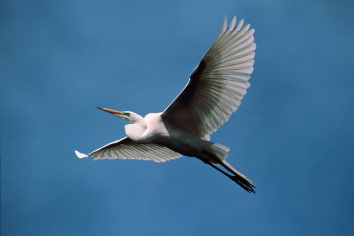 Цапли дерутся