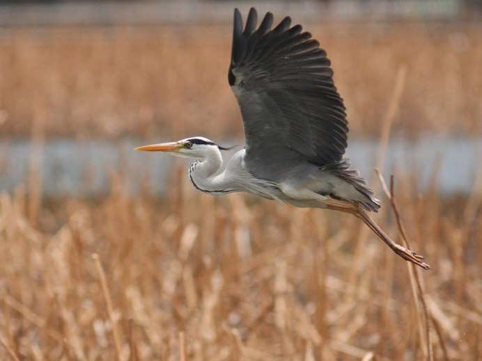 Белые Журавли в небе