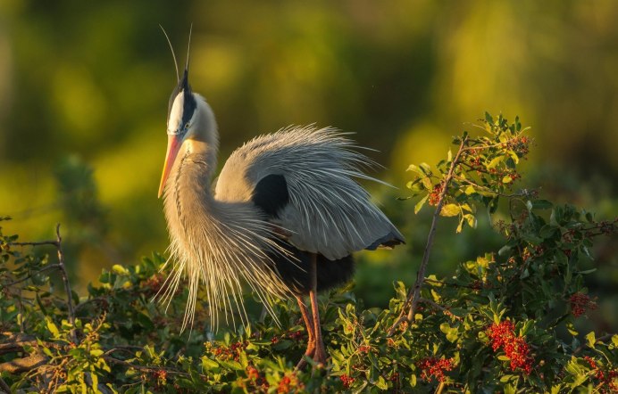 Большая серая цапля в полете