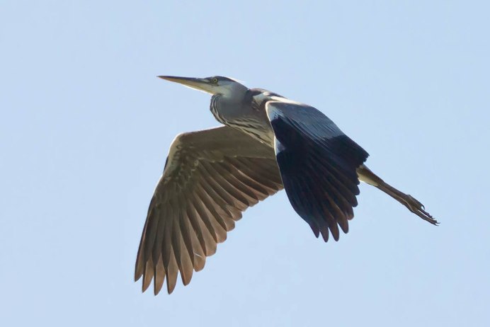 Цапля размах крыльев