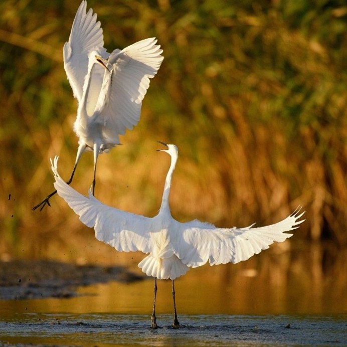 Цапля Аист журавль