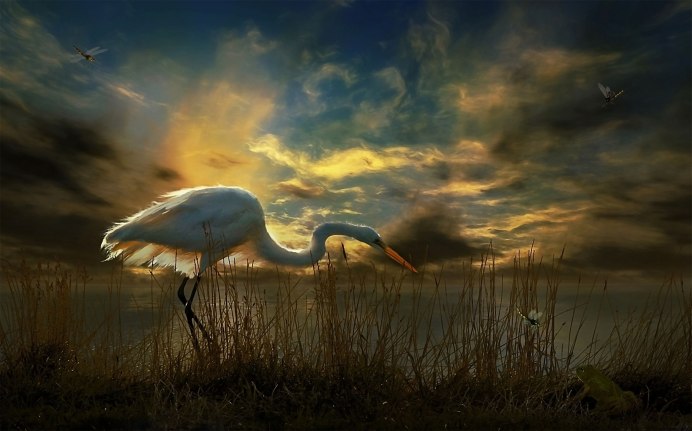 Солнечная цапля полет