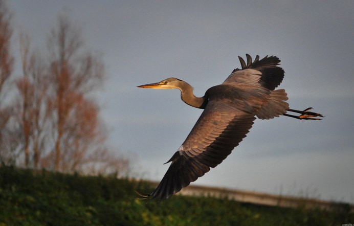 Белая цапля в полете