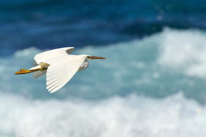 Цапля в полете