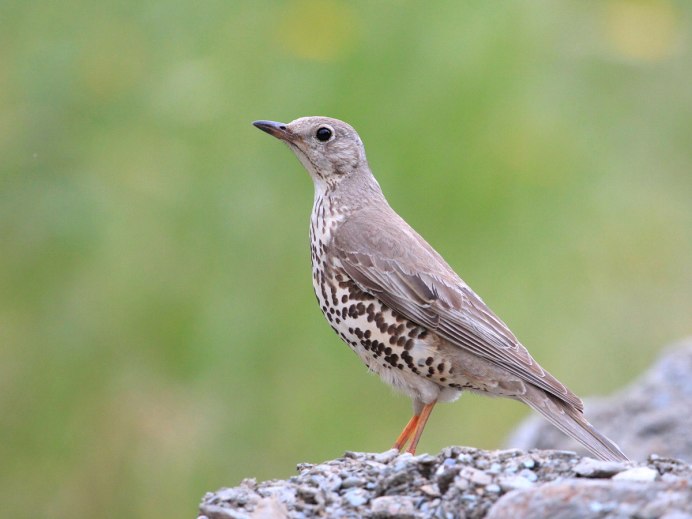 Дрозд деряба