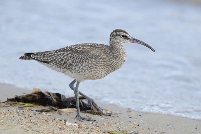 Кроншнеп средний – Numenius phaeopus