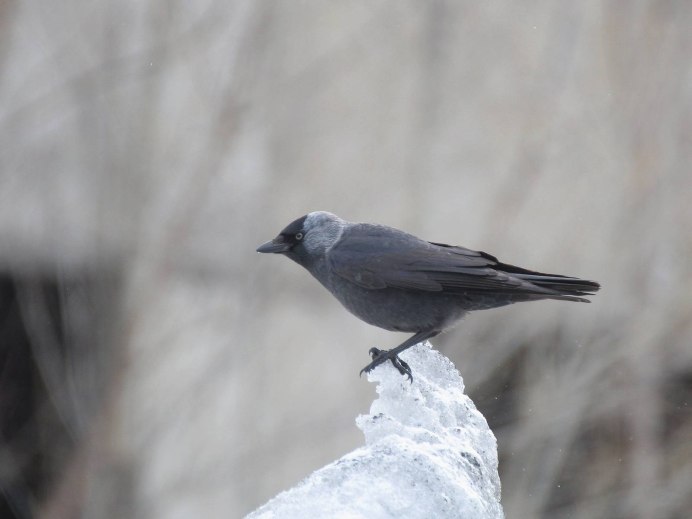 Галки прилетели