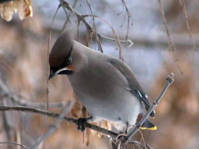 Серый журавль Grus Grus