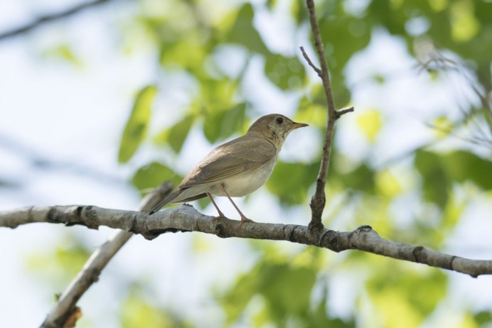 Маленькая серо коричневая птичка