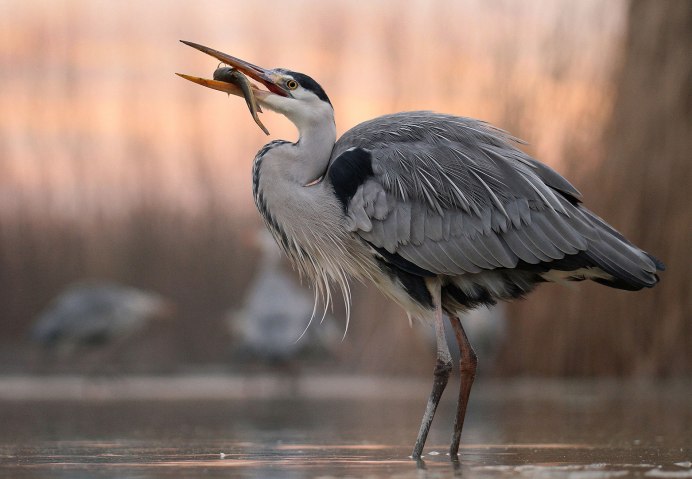 Соловей Перелетная птица