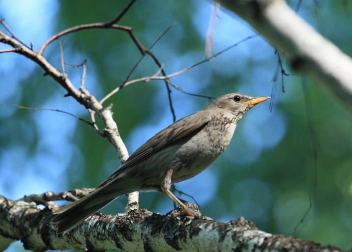 Птичка трясогузка