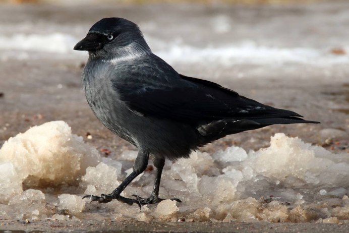 Отряд трясогузки